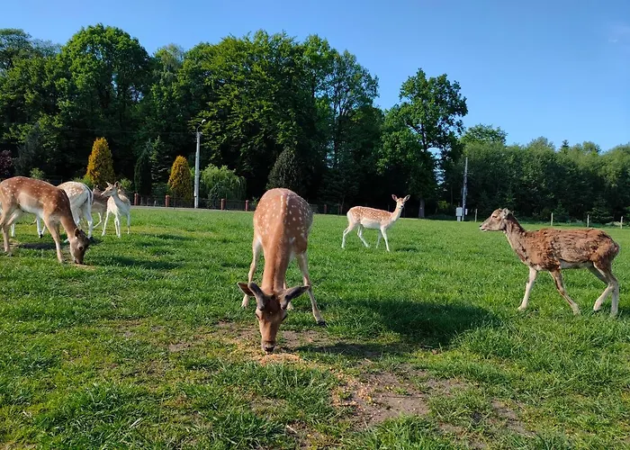 Bajkowy Mlyn Alloggio per agriturismo Sianow